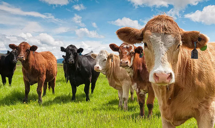Veterinary APIs