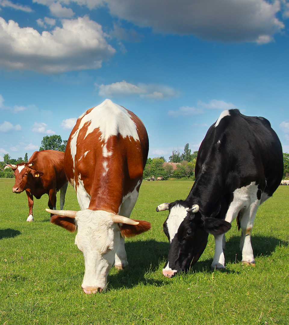 Veterinary APIs