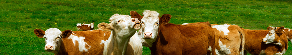 Veterinary APIs