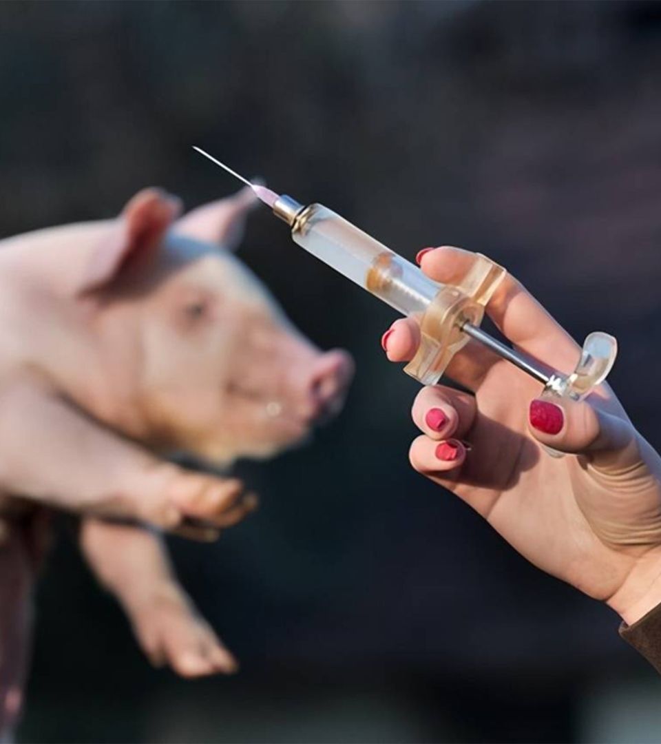 Veterinary Preparations
